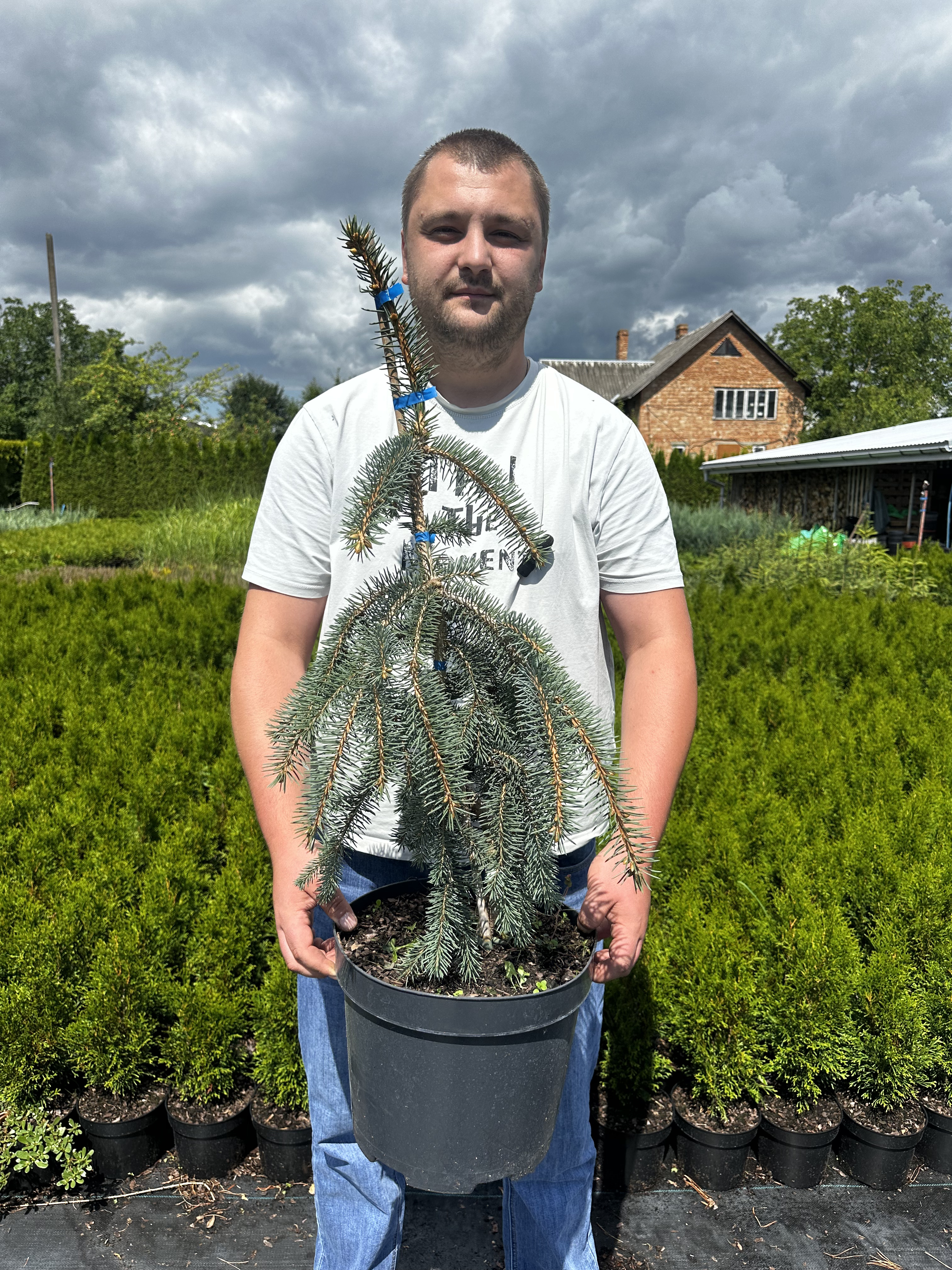 Купити саджанці Picea pungens Hugo's  Weeping в розсаднику Sadgosp