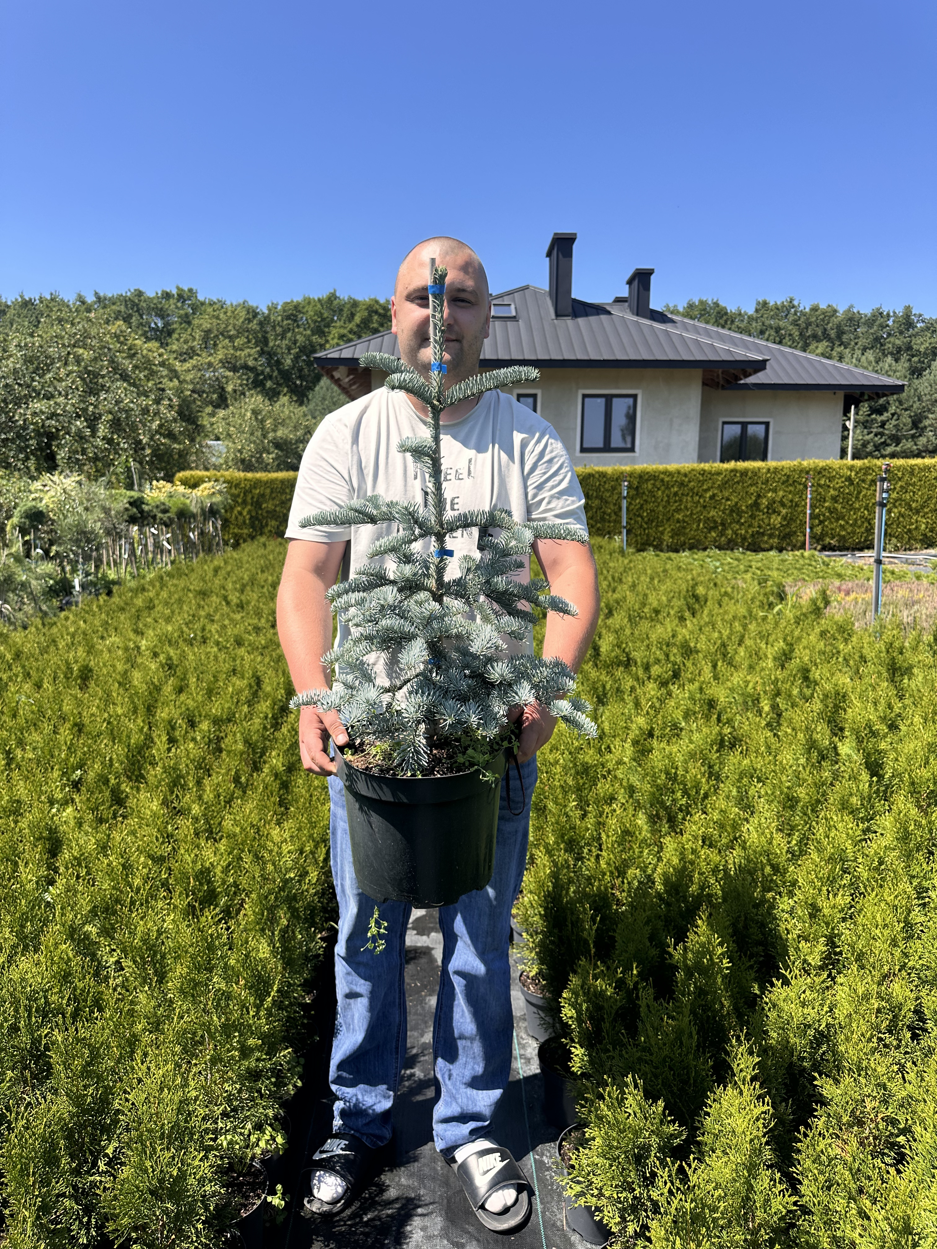Купити саджанці Abies procera Silver в розсаднику Sadgosp