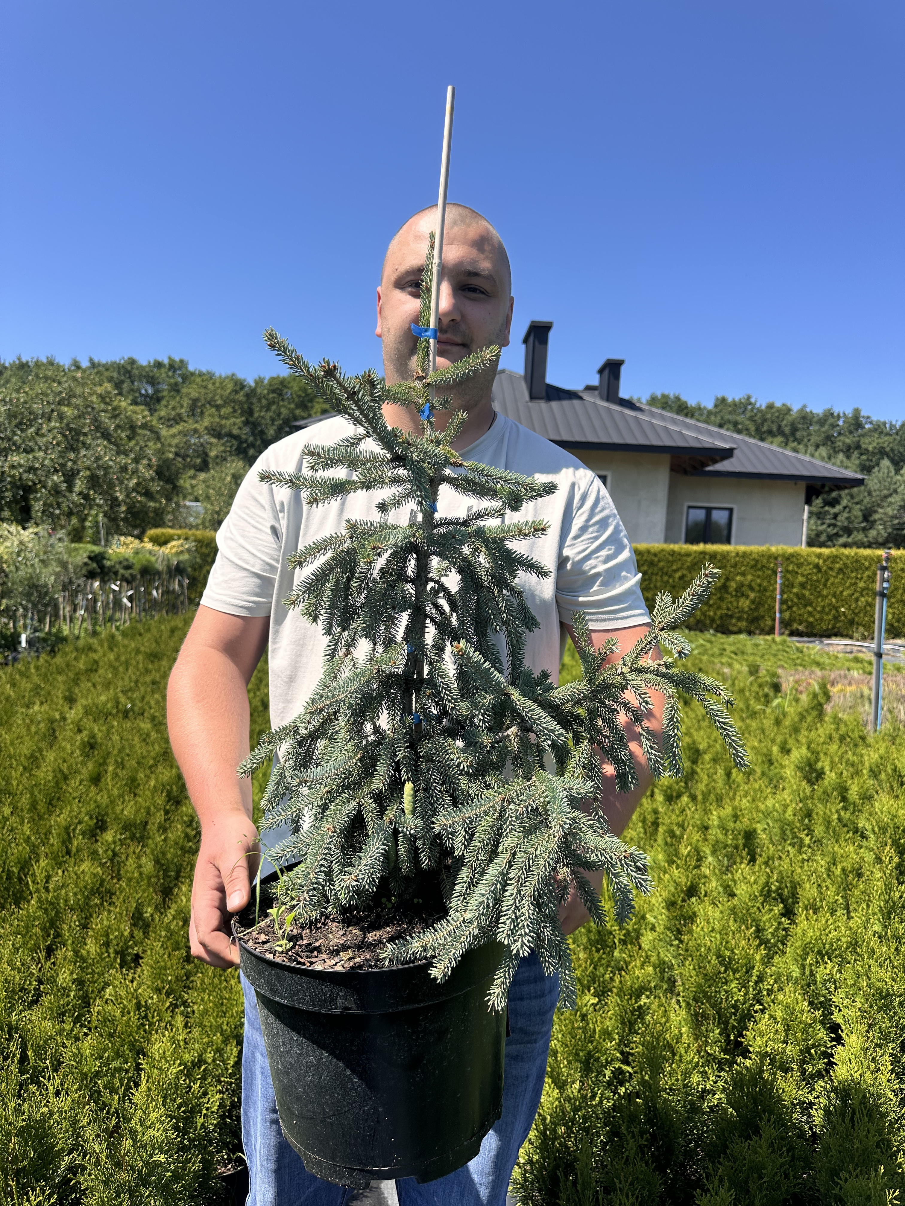 Купити саджанці Picea likiangensis likiangensis в розсаднику Sadgosp