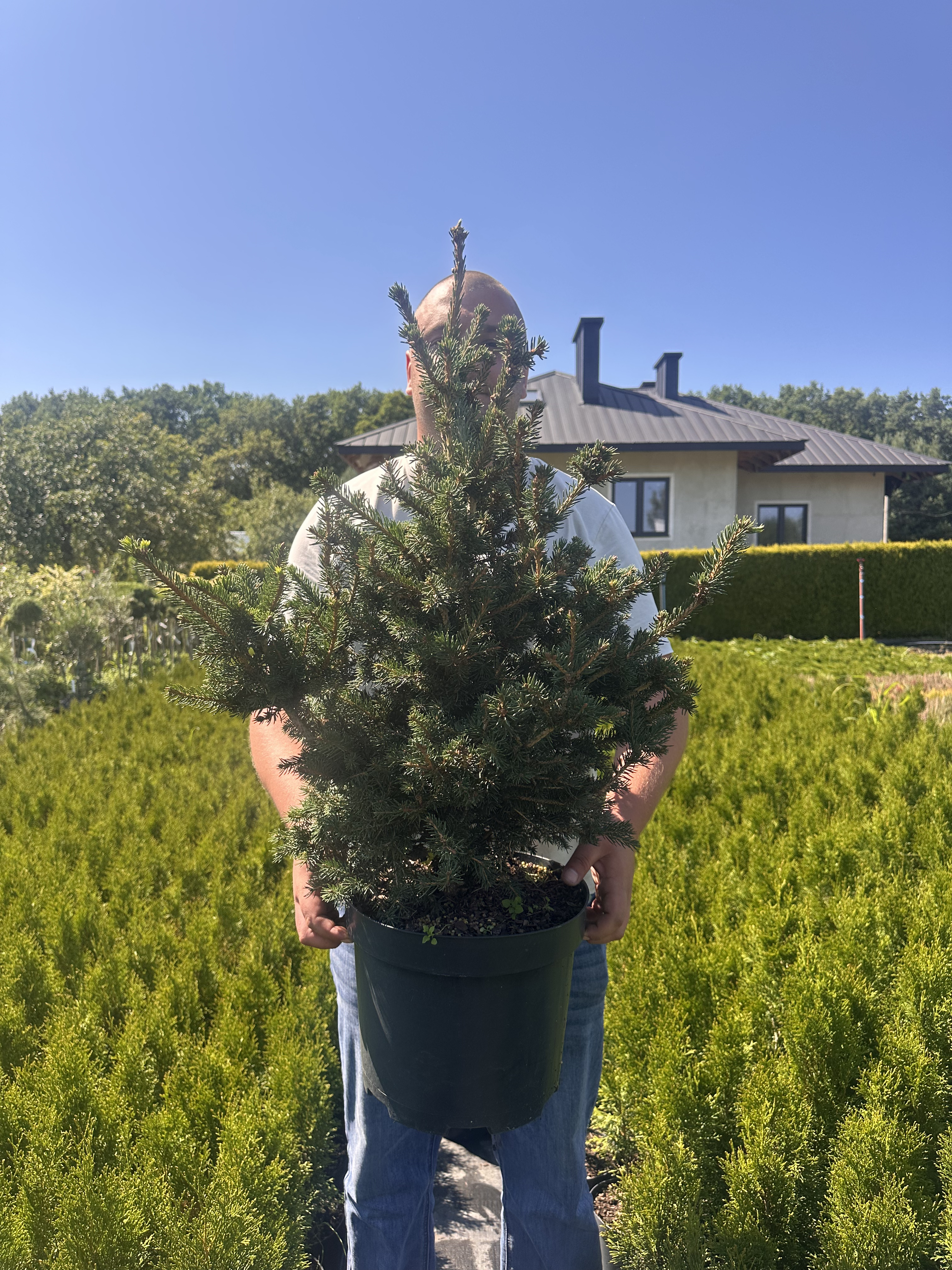 Купити саджанці Picea glauca Cy's Wonder в розсаднику Sadgosp