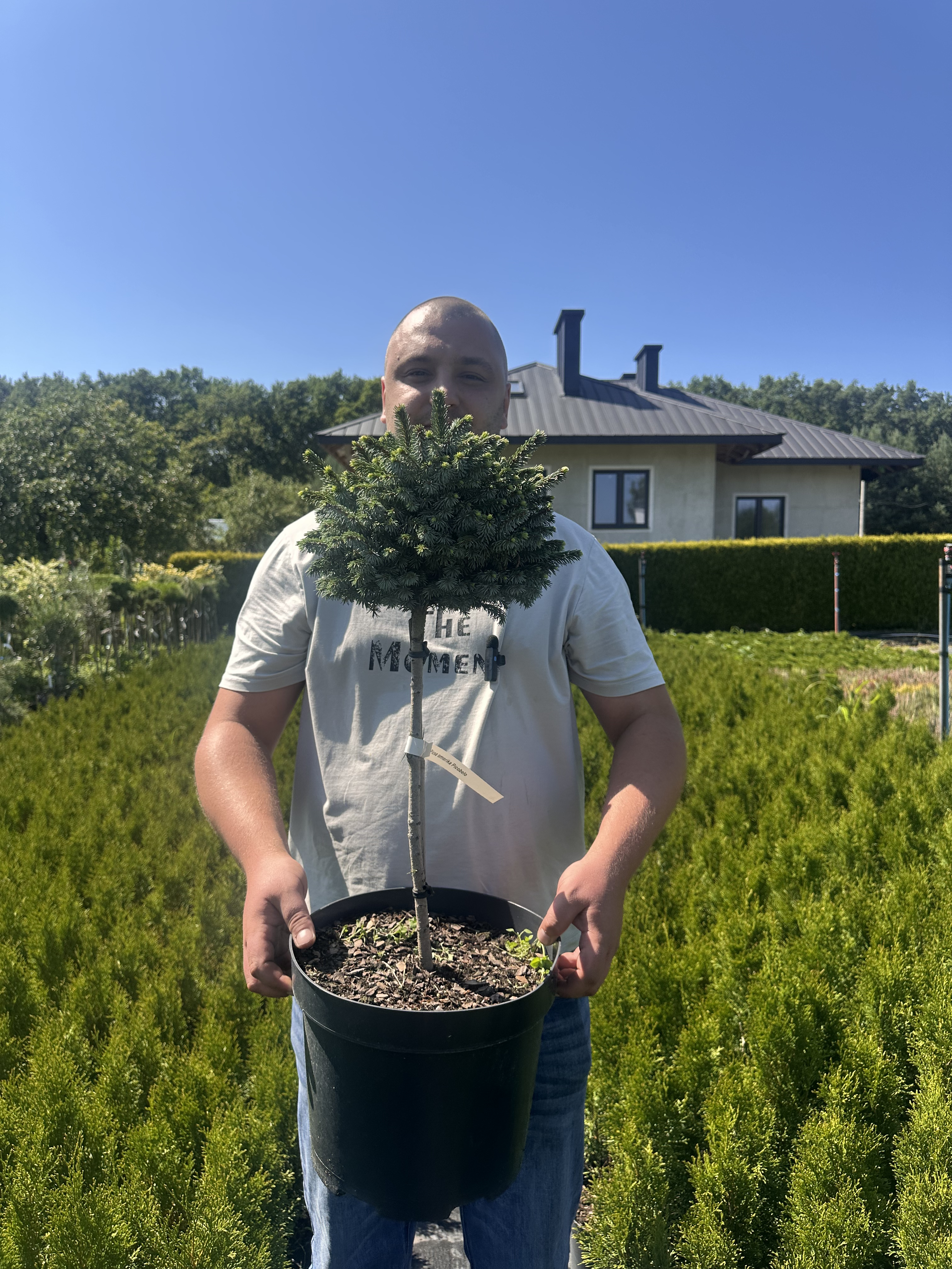 Купити саджанці Picea omorika Picobello в розсаднику Sadgosp