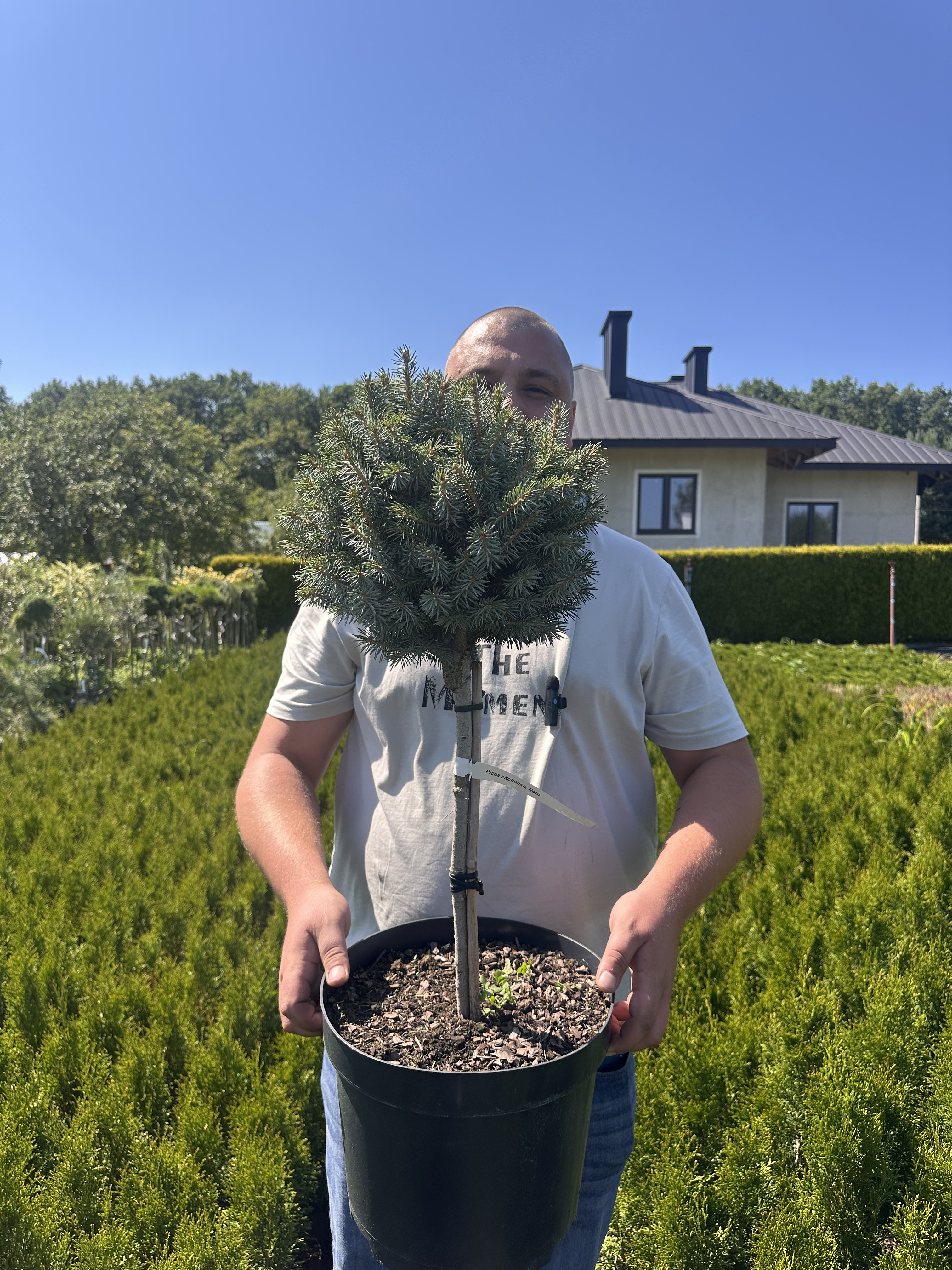 Купити саджанці Picea sitchensis Rom в розсаднику Sadgosp