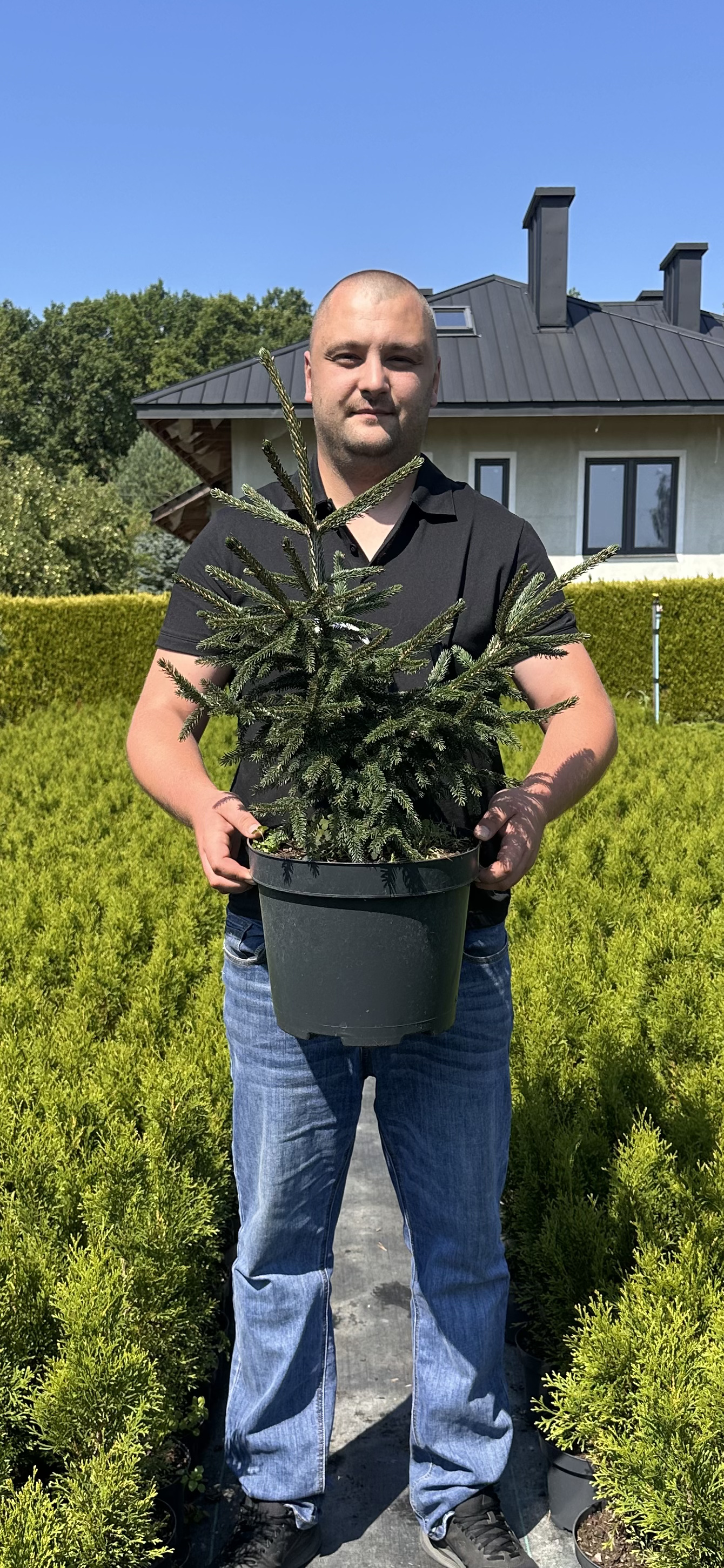 Купити саджанці Picea orientalis Skylands в розсаднику Sadgosp