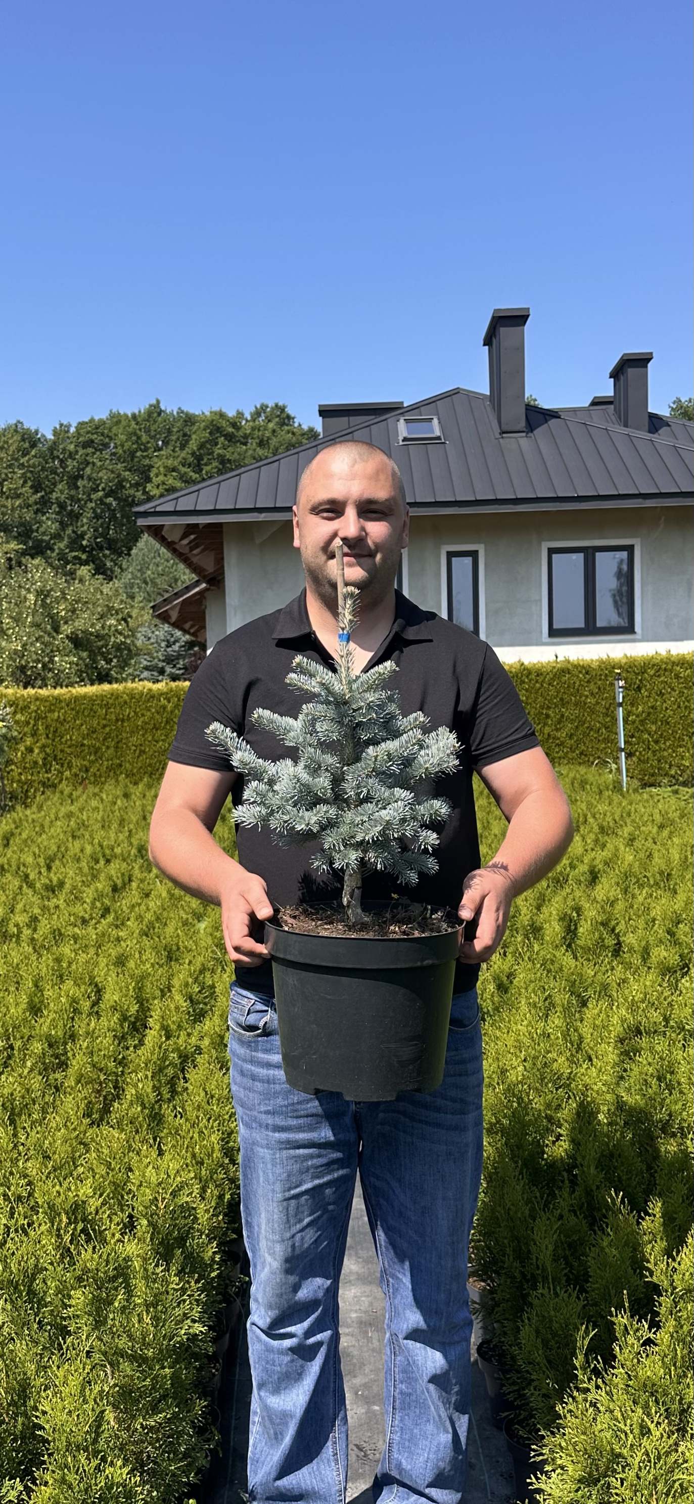 Купити саджанці Abies lasiocarpa Compacta в розсаднику Sadgosp