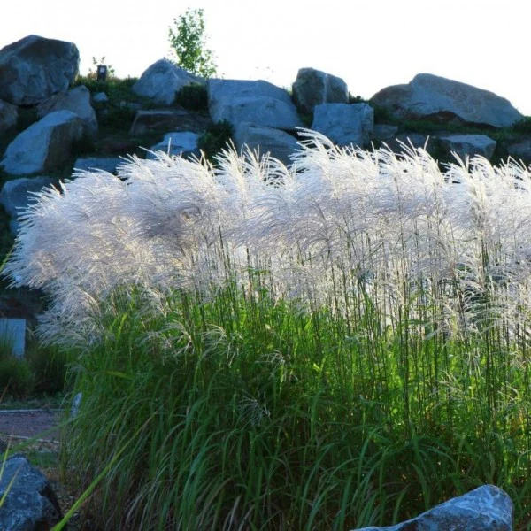 Купити саджанці Miscanthus sinensis Memory в розсаднику Sadgosp