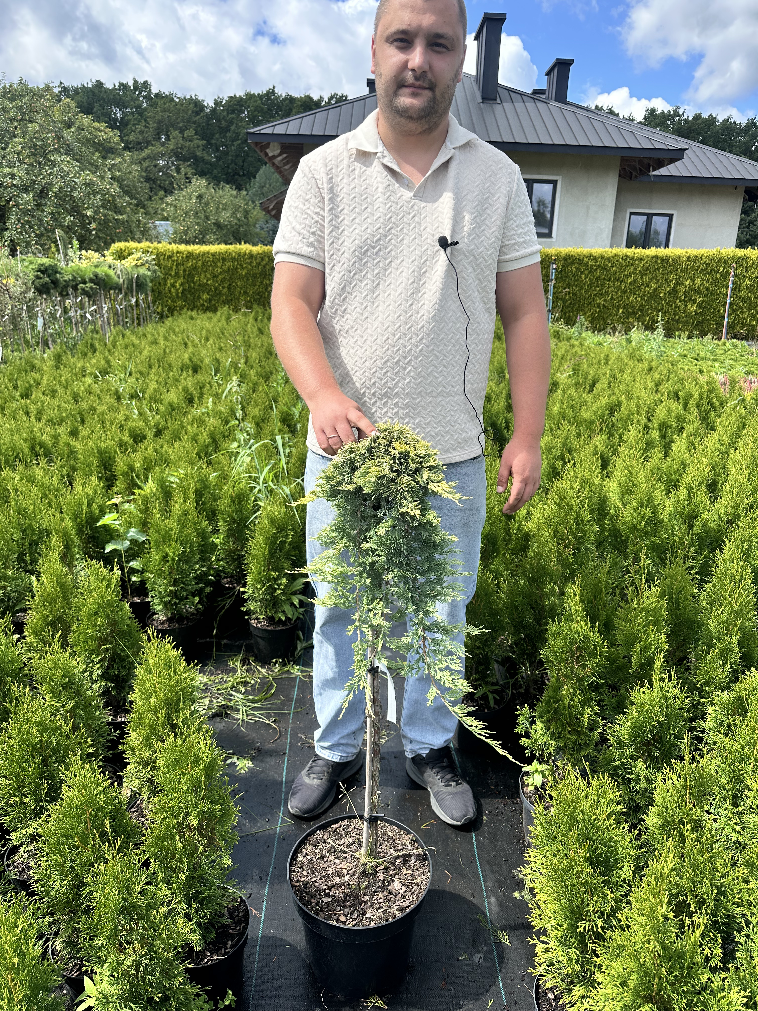 Купити саджанці Juniperus horizontalis Golden Carpet в розсаднику Sadgosp