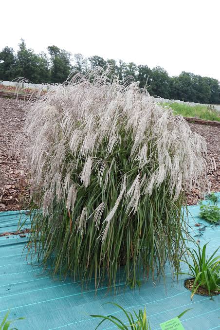 Купити саджанці Miscanthus sinensis Anthony White в розсаднику Sadgosp
