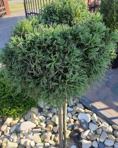 Купити саджанці Pinus strobus Green Twist в розсаднику Sadgosp