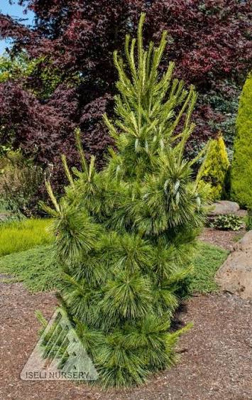 Купити саджанці Pinus schwerinii Wiethorst в розсаднику Sadgosp