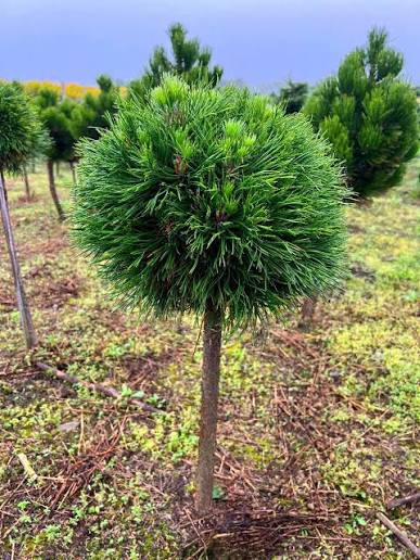 Купити саджанці Pinus mugo Varella в розсаднику Sadgosp