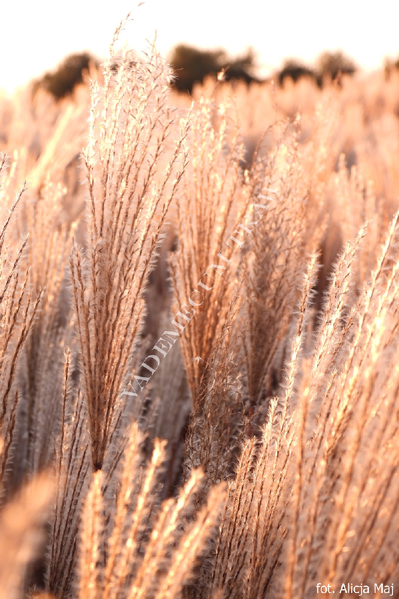Купити саджанці Miscanthus sinensis Purpurascens в розсаднику Sadgosp